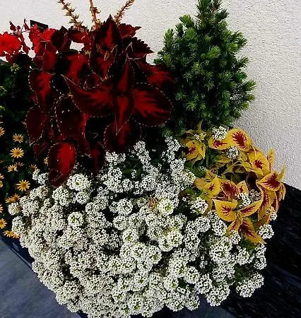 Zakatek Pod Gorcami * Waksmund